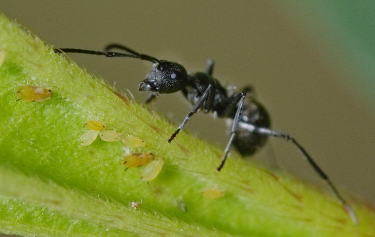 Ant Control 101: A Helpful Guide For Austin Homeowners | Aries Pest ...