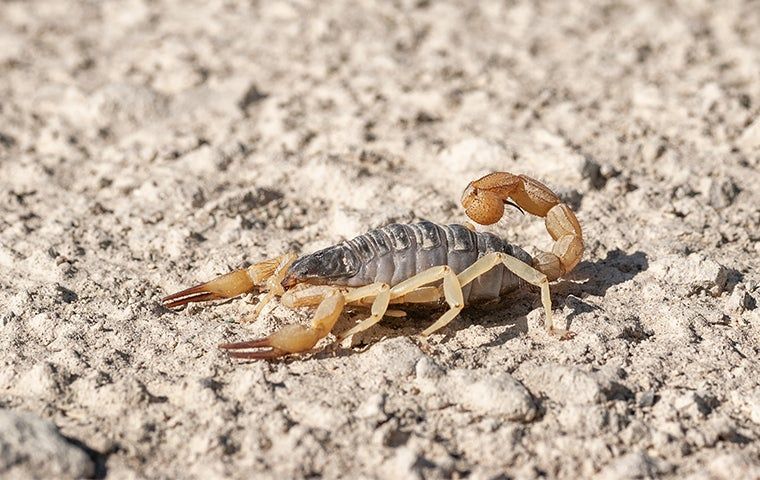 Pest Spotlight: Dealing With The Scorpions In Austin 